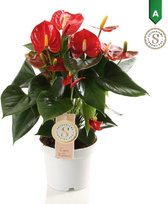 FloriaFor - Anthurium Red Champion - - ↨ 40cm - ⌀ 12cm
