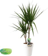Drakenboom incl. mooie design pot | Voor een extra sterke kracht | Makkelijk te verzorgen | Heeft weinig water nodig en staat onwijs gaaf | Drakenbloedbloom | Ø 17 cm - Hoogte 80 cm (waarvan 