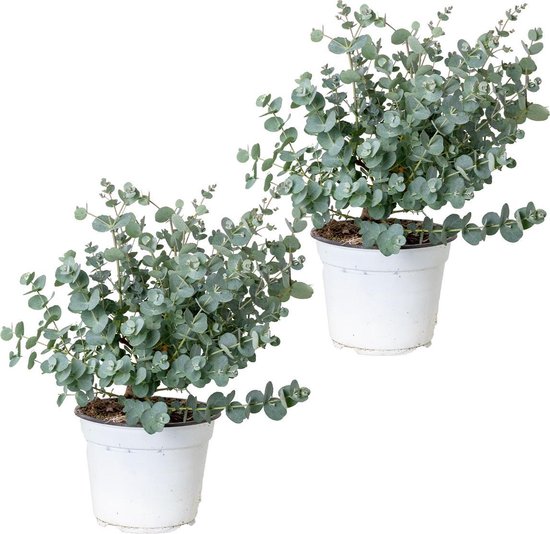 Gomboom per 2 stuks | Eucalyptus 'Gunnii' - Buitenplant in kwekerspot ⌀14 cm - ↕25-35 cm