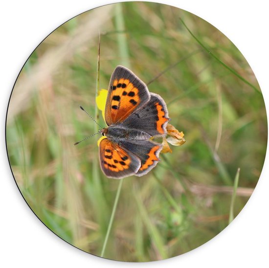 Dibond Wandcirkel - Vlinder op Bloem - 60x60cm Foto op Aluminium Wandcirkel (met ophangsysteem)