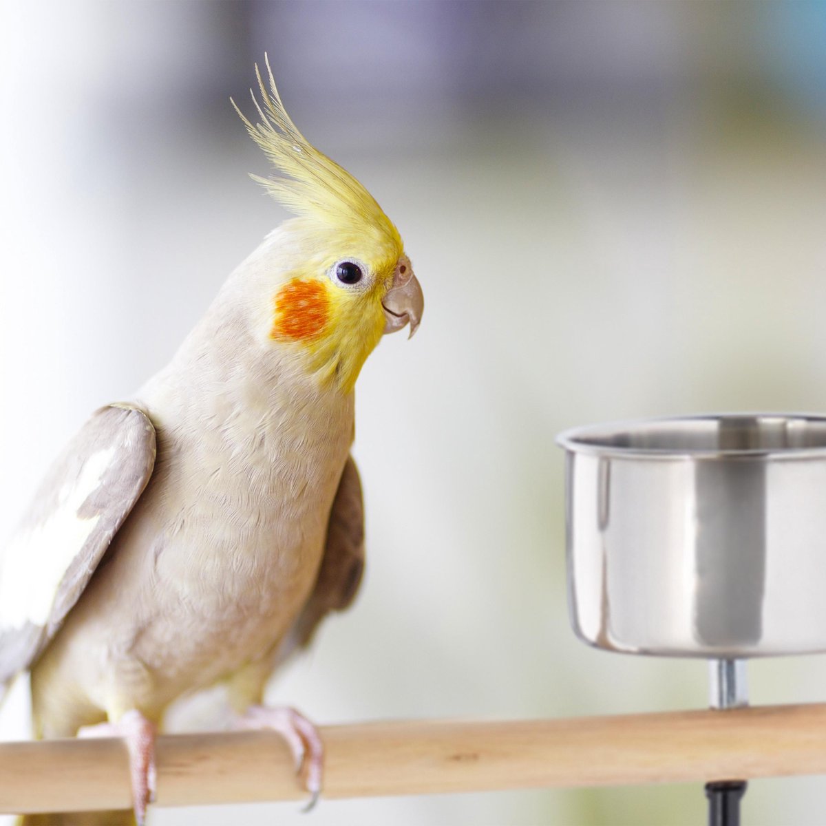 Papegaai Vogel Speeltuin Zitstok HEITIGN Vogelspeelstandaard Papegaai Papegaai Vogel Speeltuin Zitstok HEITIGN Vogelspeelstandaard Papegaai
