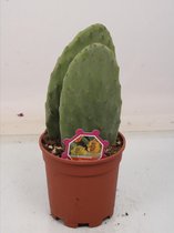 Cactus van Botanicly – Schijfcactus – Hoogte: 50 cm – Opuntia ficus indica