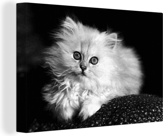 Canvas Schilderij Witte kitten voor zwarte achtergrond - 30x20 cm - Wanddecoratie