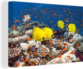 Poisson jaune nage au-dessus des coraux durs dans la toile de la mer Rouge 60x40 cm - Tirage photo sur toile (Décoration murale salon / chambre)