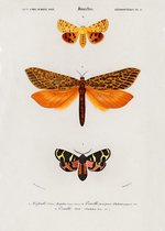 Poster Gekleurde Vlinders - Oranje & Rood - Schoolplaat