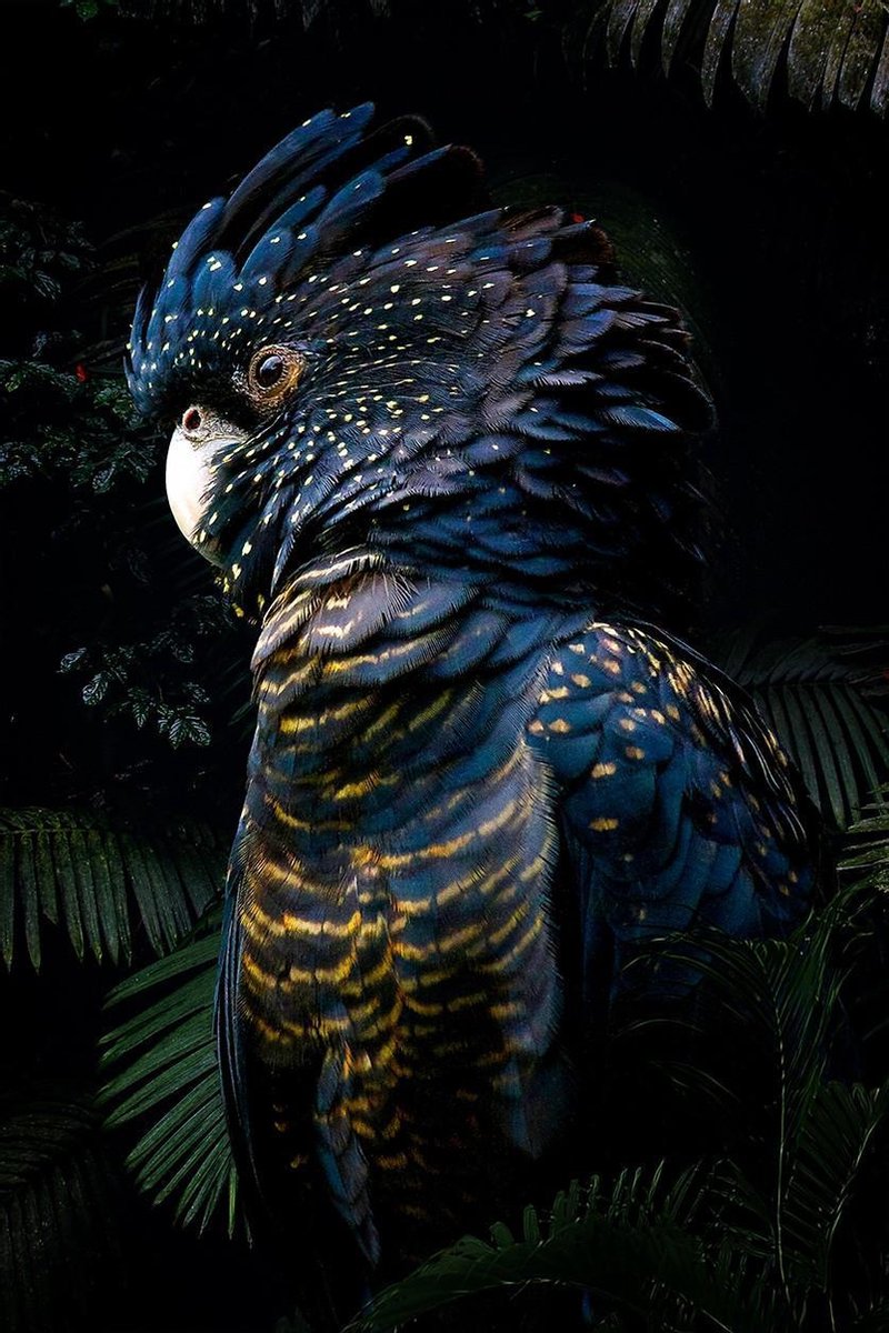 Bird Collection I – 90cm x 135cm - Fotokunst op PlexiglasⓇ incl. certificaat & garantie.