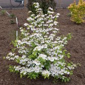Japanse sneeuwbal Viburnum 'Kilimandjaro Sunrise' roze-wit - Winterhard- ↑ 70-80cm - Pot Ø 19 cm