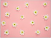 Poster – Witte Madeliefjes op Roze Achtergrond - 40x30cm Foto op Posterpapier
