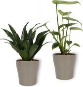 Set van 2 Kamerplanten -  Monstera Deliciosa & Draceana Compacta   - ±  25cm hoog - 12cm diameter - in zilveren pot