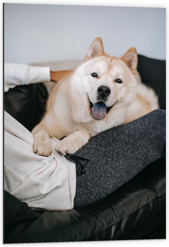 Dibond - Knuffelende Akita Hond - 60x90cm Foto op Aluminium (Met Ophangsysteem)