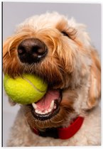Dibond - Blonde Labradoodle Hond met Tennisballetje - 40x60cm Foto op Aluminium (Met Ophangsysteem)