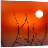 Dibond - Takken met Oranje Lucht - 100x100cm Foto op Aluminium (Met Ophangsysteem)