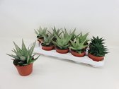 Kamerplanten van Botanicly – 5 × Aloe Mix – Hoogte: 15 cm