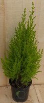 Cupressus Kamerconifeer 50 cm