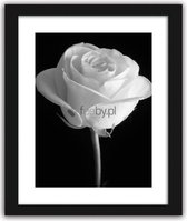 Foto in frame , Witte Roos ​, 70x100cm , Zwart wit  , Premium print