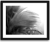 Foto in frame , Witte veer ​, 70x100cm , Zwart wit  , Premium print