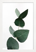 JUNIQE - Poster in houten lijst Eucalyptus 4 -30x45 /Groen