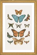 JUNIQE - Poster met houten lijst Vlinders -20x30 /Grijs & Ivoor
