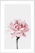 JUNIQE - Poster in kunststof lijst Peony Pink and Grey -60x90 /Ivoor &