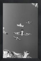 JUNIQE - Poster in houten lijst Soaring Birds -60x90 /Grijs & Wit