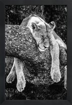 JUNIQE - Poster in houten lijst Rustende leeuw -60x90 /Wit & Zwart
