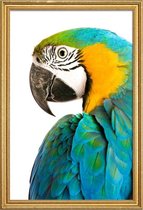 JUNIQE - Poster met houten lijst Papegaaienfoto -30x45 /Turkoois & Wit