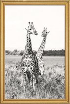 JUNIQE - Poster met houten lijst Giraffenpaar -30x45 /Grijs & Wit