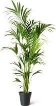 Kentiapalm (Howea Forsteriana) Kamerplant - Groot - Hoogte 180cm - Potmaat 24cm - Plantery