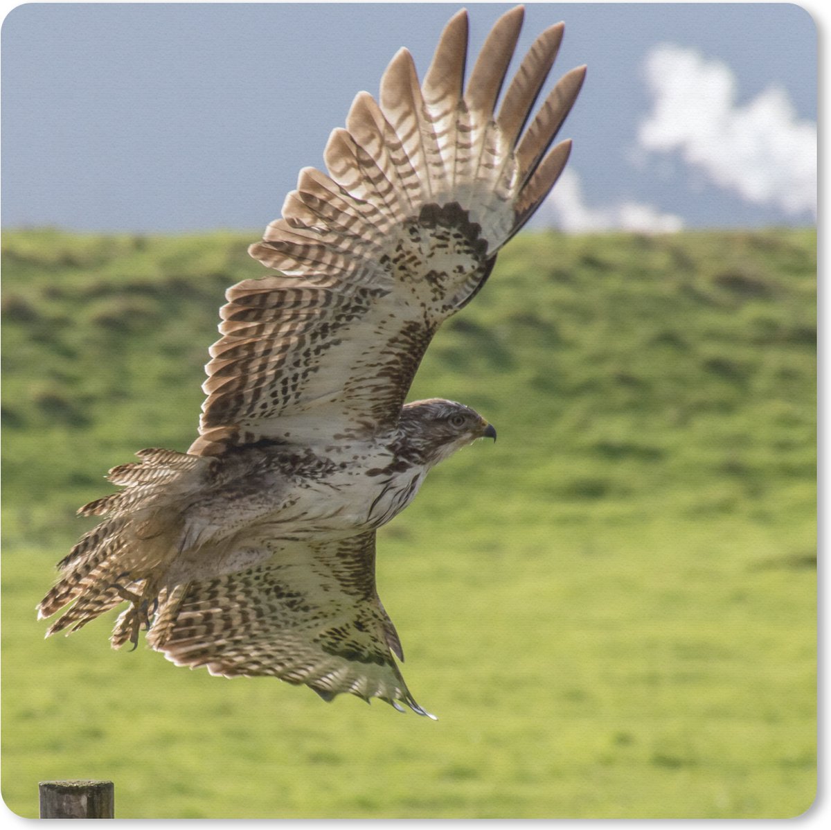 Muismat Buizerd - Een buizerd met gestrekte vleugels muismat rubber - 20x20 cm - Muismat met foto
