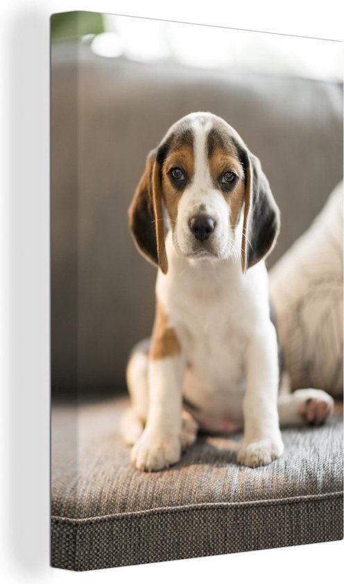 Canvas Schilderij Schattige Beagle puppy zit op de bank - 40x60 cm - Wanddecoratie