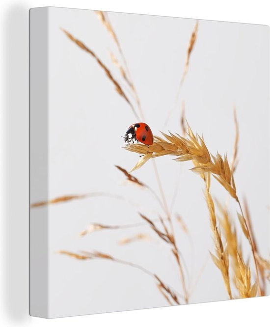 Coccinelle sur toile herbe 80x60 cm - Tirage photo sur toile (Décoration murale salon / chambre) / Peintures sur toile animaux