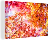 Tableau sur toile érable du Japon aux couleurs d'automne - 150x100 cm - Décoration murale