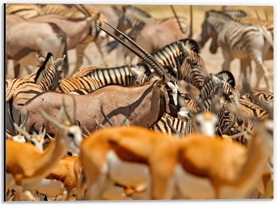 Dibond - Troep van Verschillende Dieren in Afrika - 40x30cm Foto op Aluminium (Met Ophangsysteem)