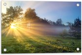 Tuinposter – Zonnestralen door Boom op Grasveld - 60x40cm Foto op Tuinposter  (wanddecoratie voor buiten en binnen)