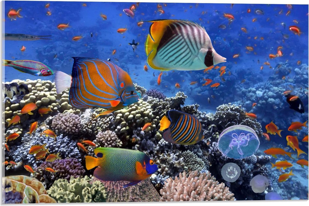 Acrylglas - Tropische Vissen in Aquarium - 60x40cm Foto op Acrylglas (Wanddecoratie op Acrylglas)