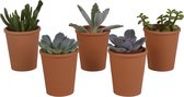 Vetplanten mix in terracotta pot | 5 stuks | Ø 6,5 cm |  8-13 cm