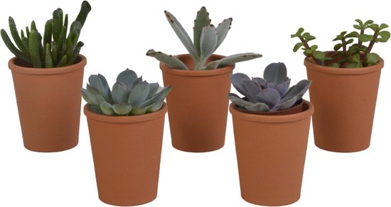 Vetplanten mix in terracotta pot | 5 stuks | Ø 6,5 cm | ↕ 8-13 cm