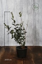 10 stuks | Gewone Liguster Pot 20-30 cm - Bladverliezend - Bloeiende plant - Populair bij vogels - Snelle groeier