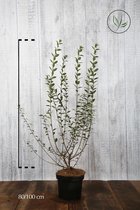 10 stuks | Wintergroene Liguster 'Atrovirens' Pot 80-100 cm Extra kwaliteit - Bladverliezend - Populair bij vogels - Semi-bladhoudend - Weinig onderhoud