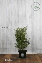 10 stuks | Japanse hulst 'Dark Green' ® Pot 40-60 cm - Kleinbladig - Wintergroen - Compacte groei - Geschikt als hoge en lage haag - Geschikt voor vormsnoei