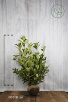 10 stuks | Laurier 'Rotundifolia' Kluit 80-100 cm Extra kwaliteit - Grootbladig - Snelle groeier - Snel zichtdicht - Wintergroen