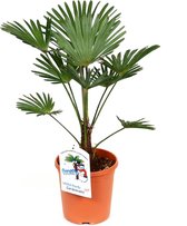 Kamerplant van Botanicly – Chinese Waaierpalm – Hoogte: 50 cm – Trachycarpus Wagneriana