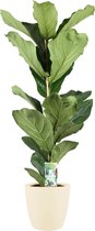 Kamerplant van Botanicly – Vioolplant  incl. crème kleurig sierpot als set – Hoogte: 65 cm – Ficus Lyrata