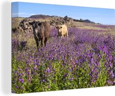 Canvas Schilderij Lavendel - Bloemen - Koe - Weide - 90x60 cm - Wanddecoratie