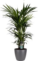 Plant - Planten | Bloempot | Plant | Decorum Kentia Palm - Elho brussels antracite