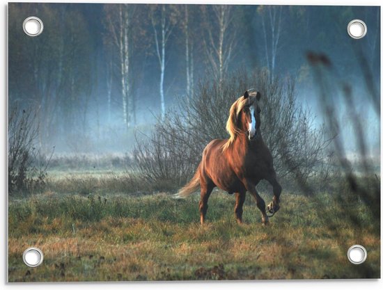 Tuinposter – Wild Paard in de Natuur - 40x30cm Foto op Tuinposter  (wanddecoratie voor buiten en binnen)