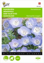 Buzzy zaden - Haagbloem Hemelsblauw (Nemophila menziesii)