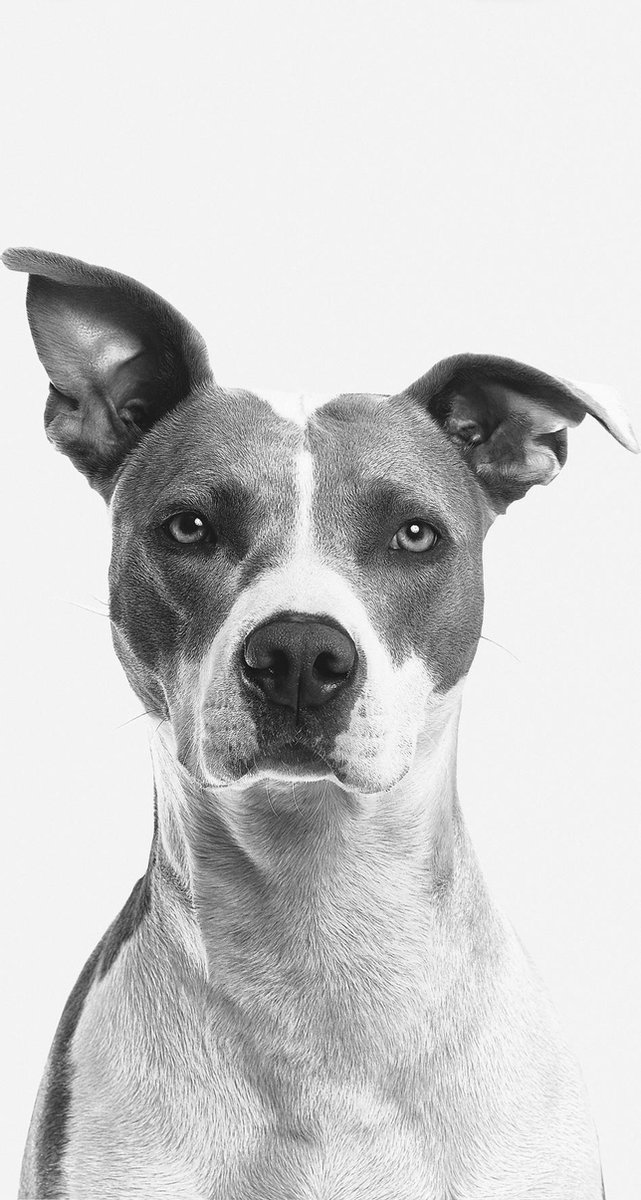 Schilderij - hond - Amerikaanse steafford - Collectie faces - Glas - 70x118cm