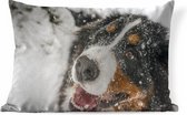 Sierkussens - Kussen - Een Berner Sennenhond onder het sneeuw - 60x40 cm - Kussen van katoen