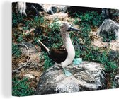 Canvas schilderij 140x90 cm - Wanddecoratie Paringsdans van een blauwvoetgent - Muurdecoratie woonkamer - Slaapkamer decoratie - Kamer accessoires - Schilderijen